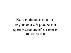Как избавиться от мучнистой росы на крыжовнике? ответы экспертов