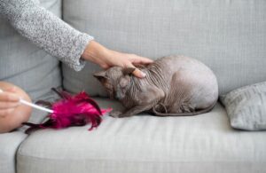 Чем убрать запах мочи кота с дивана если уже въелось